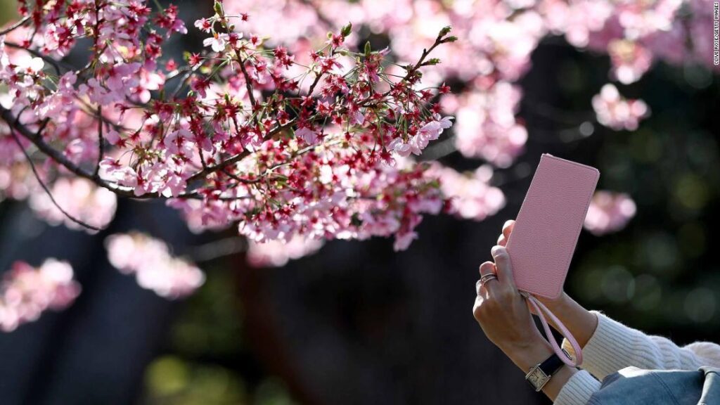 #Blossomwatch sakura