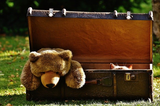 A teddy bear in a suitcase.