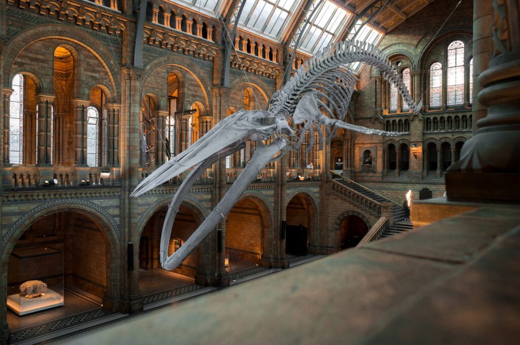 natural history museum london