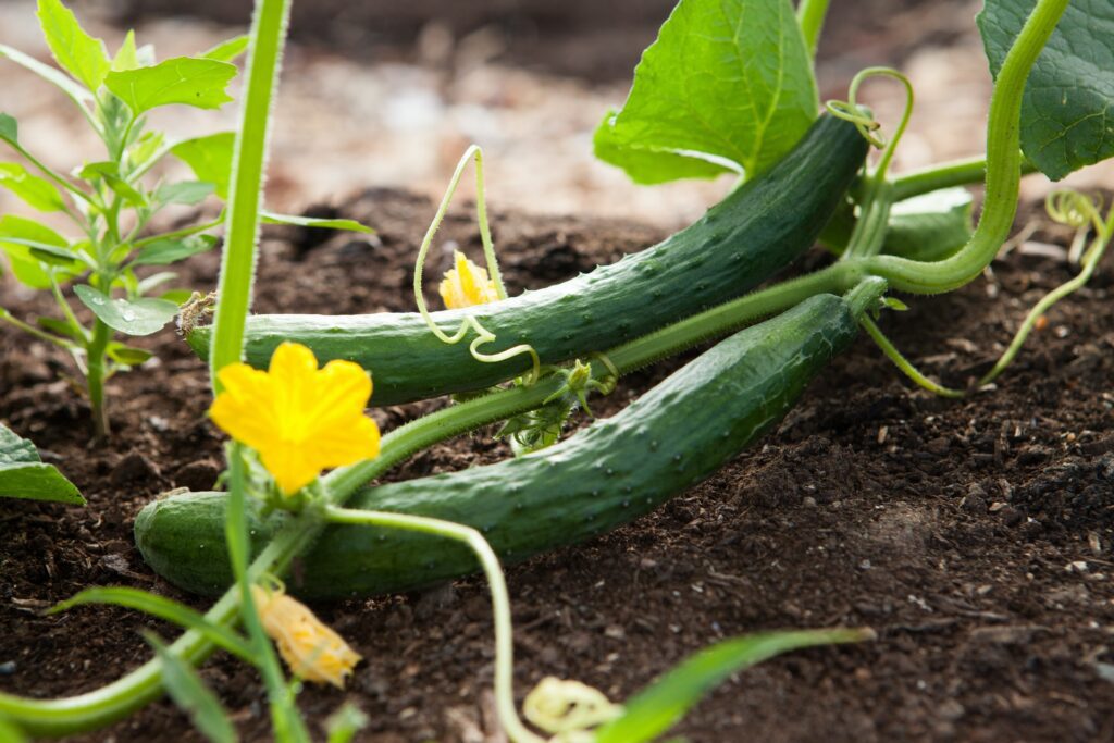 cucumbers