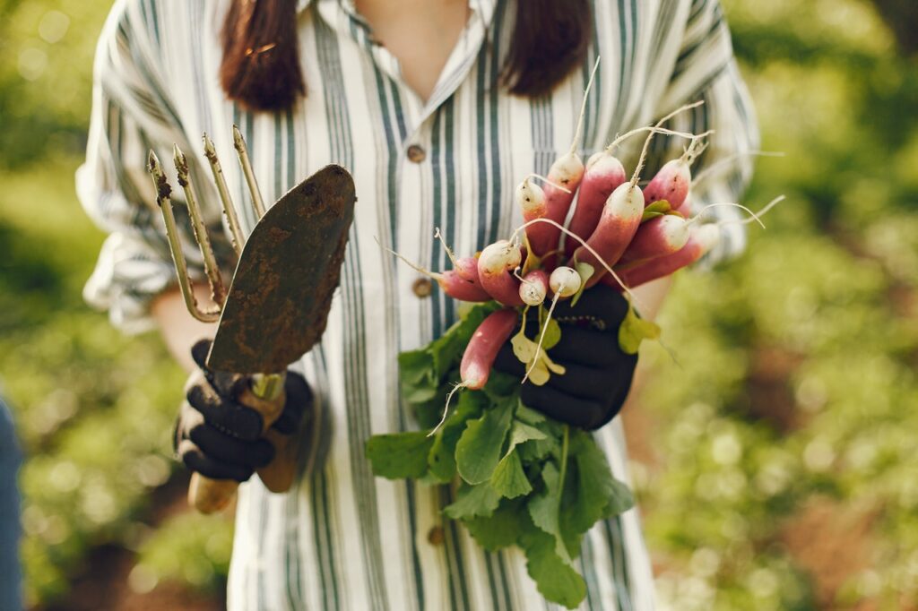 Radishes