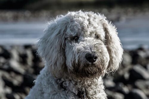 A dog sitting outside