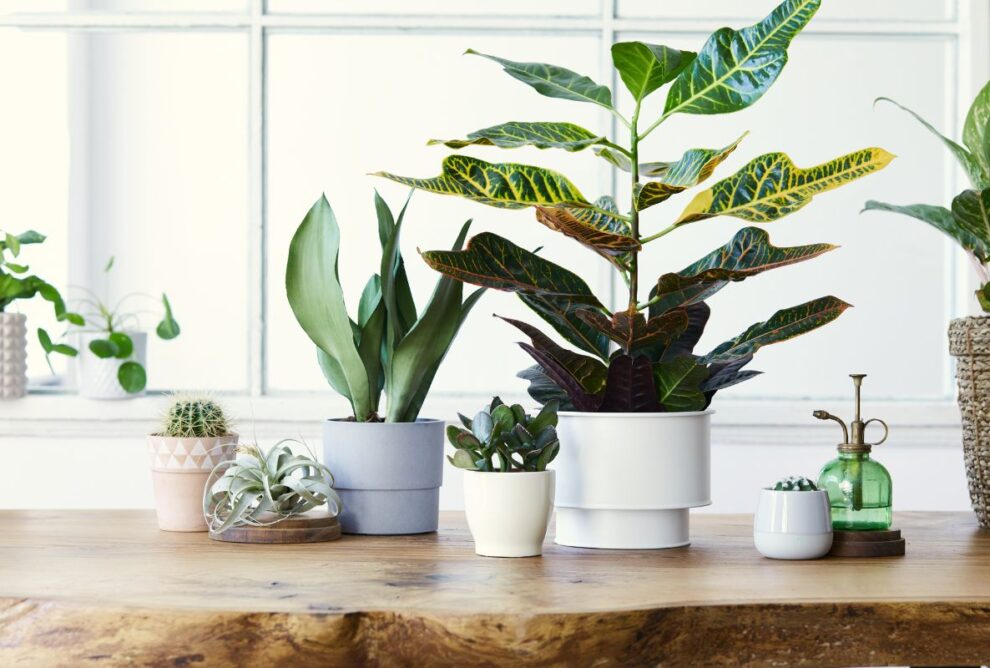 best houseplants for beginners and tips