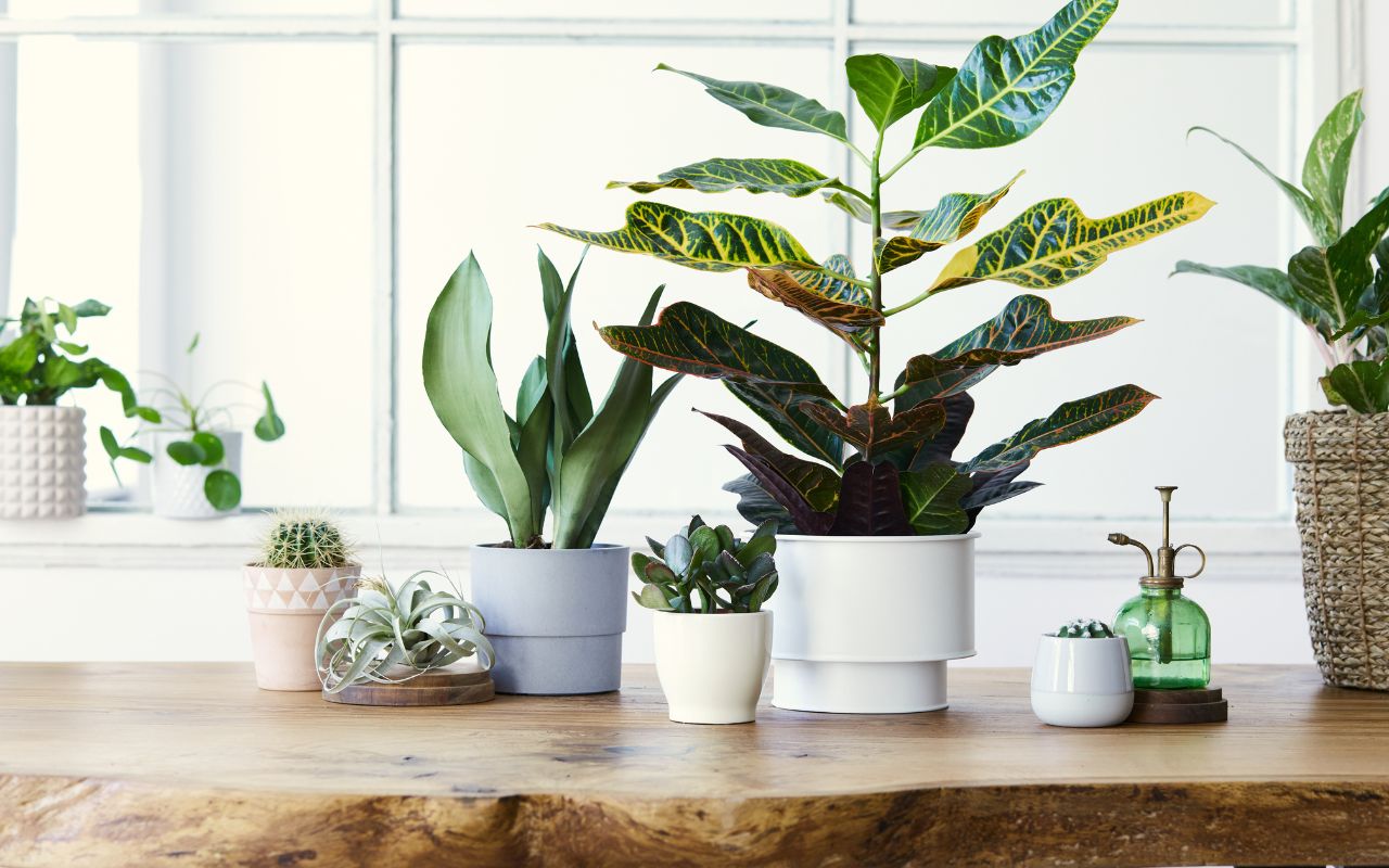 best houseplants for beginners and tips