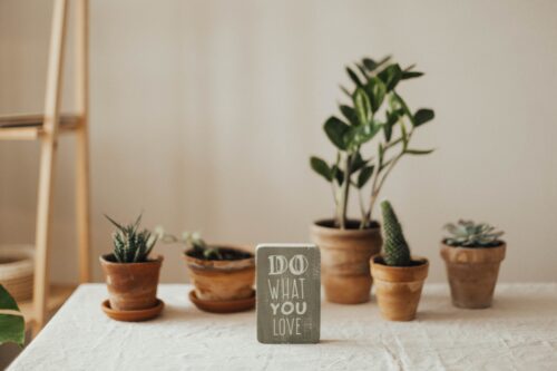 small plants on a table