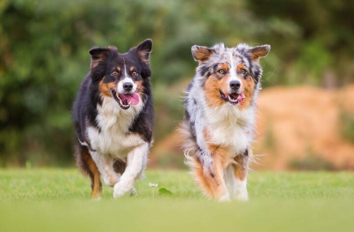 5 Reasons Why Dogs Need an Active Lifestyle