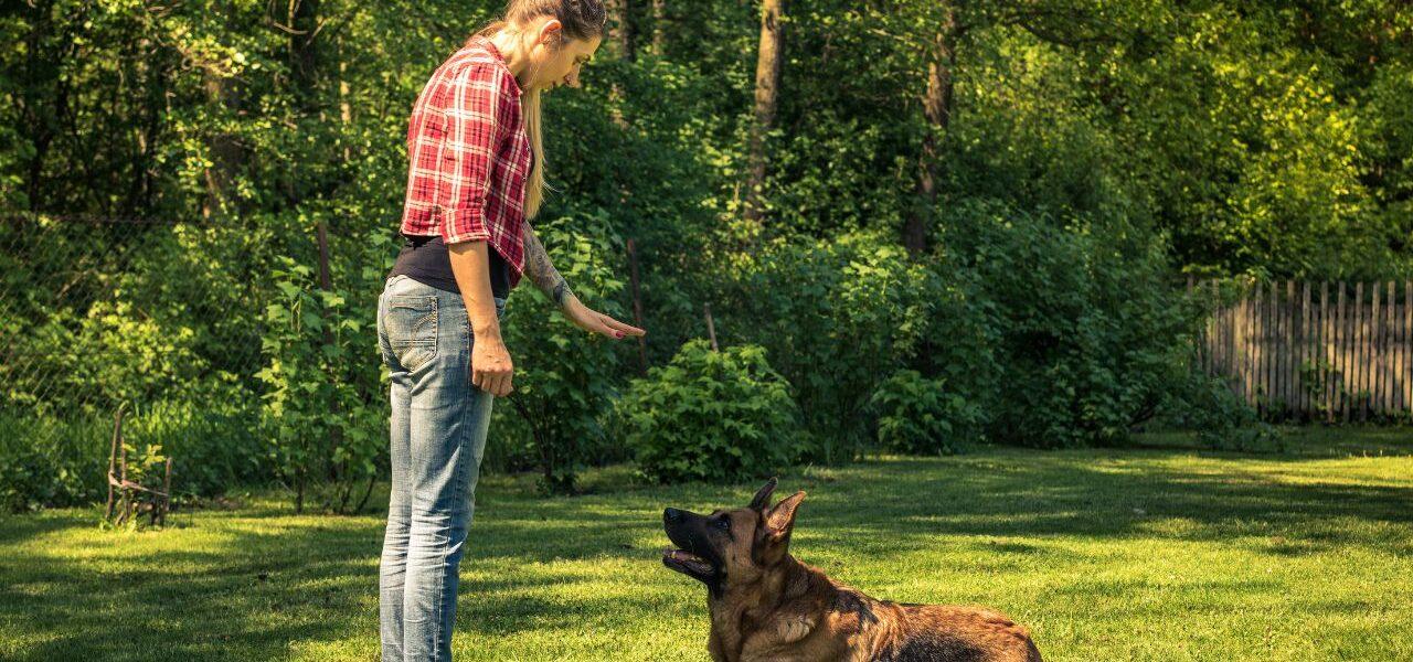 5 Essential Commands Every Canine Should Know
