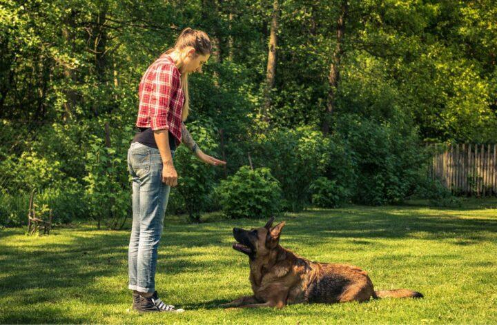 5 Essential Commands Every Canine Should Know