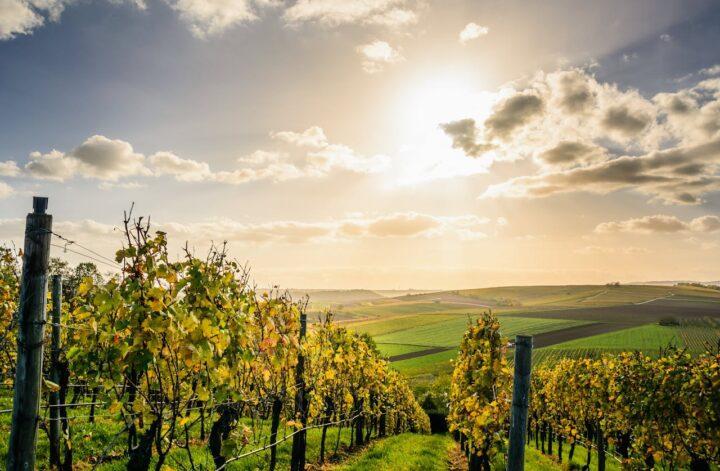 8 Dream Destinations for Wine Enthusiasts to Explore
