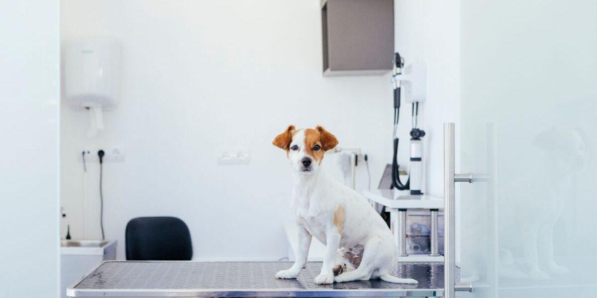 How To Create a More Functional Vet Clinic