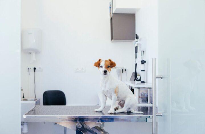 How To Create a More Functional Vet Clinic