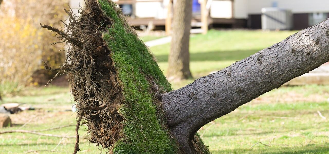 Tips for Getting Trees off Your Property Safely