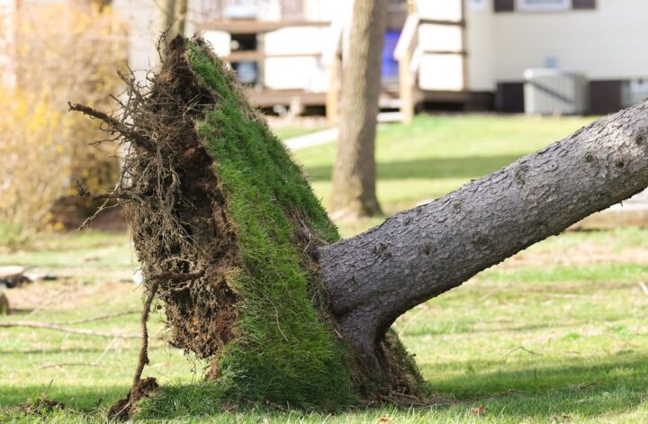 Tips for Getting Trees off Your Property Safely