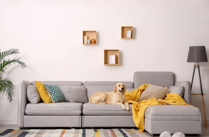 dog living room