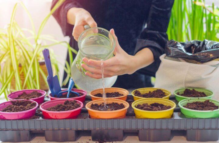 Why Growing Food Inside Your Home Is Great for Your Health